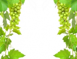 Фотопечать на рольшторах - Листья_110